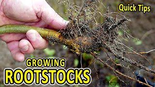 Quick Rootstock Tips  An EASY way to obtain FREE ROOTSTOCKS