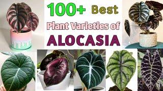 100 + ALOCASIA Plant Varieties  ALOCASIA SPECIES  Plant and Planting