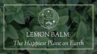 Lemon Balm The Happiest Plant on Earth