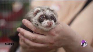 Adopt and foster ferrets with this North Texas-based shelter