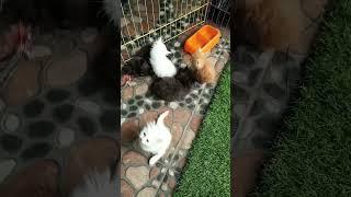 Anak kucing yang lucu #shorts #videoshort #catvideo