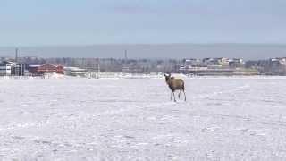 Älg springer på isen i Luleå - med ljud - Moose on the loose on the ice in Luleå Sweden