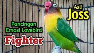 LOVEBIRD NGEKEK PANJANG MEMANGGIL PANCINGAN EMOSI LOVEBIRD FIGHTER SUSAH BUNYI LANGSUNG RESPON