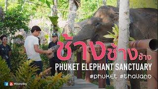 vlog เที่ยวภูเก็ต เลี้ยงช้าง ณ ภูเก็ต เอเลฟเฟ่น แซงชัวรี่  Phuket Elephant Sanctuary Thaiand