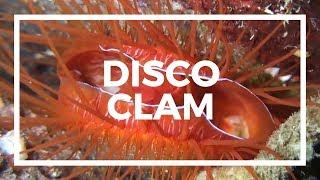 The Amazing Disco Clam  Great Barrier Reef Residents