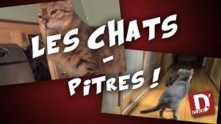 DClick - Les chats – Pitres 