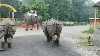 Rhino on the street Elephant and Rhino on the street #youtubevideo #youtubefeed #animal #wildlife