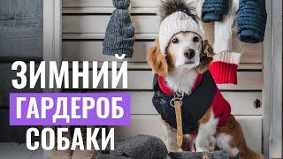  Как выбрать ЗИМНЮЮ ОДЕЖДУ И ОБУВЬ для собаки?