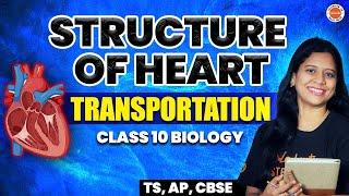 Structure of Heart  Transportation Class 10 Biology  AP & TS Stateboard  SSC 2025