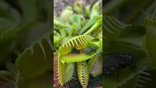 Venus fly trap eating flytrap bug eater plant