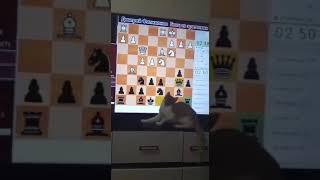 Басик учится игре в шахматы
