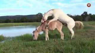 MATING Horse loveDonkey