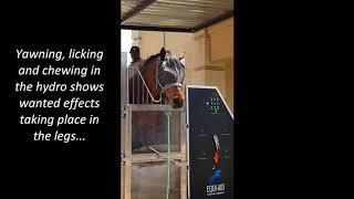 Hydro Therapy For Horses