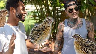 @BlakesExoticAnimalRanch TRADES ME QUAIL FOR TATTOOS