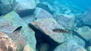 Swimming With Cichlids - Altolamprologus fasciatus kambwimba