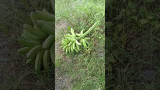 Panen Pisang Ambon