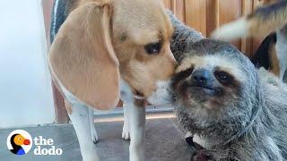 Rescued Sloth Becomes Best Friends With a Beagle  The Dodo Odd Couples