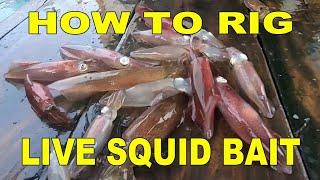 Cara Pasang CUMI HIDUP Agar Tahan Lama & Strike Ikan Besar  Live Squid Rig 