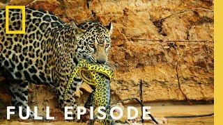 Jungles Survival of the Fittest Full Episode  Hostile Planet