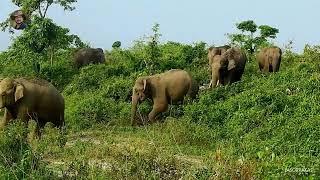 Wild Beauty Of Dooars.