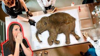 New Technology Can REVIVE The Woolly Mammoth From EXTINCTION