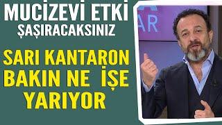 Şaşırtan mucizevi etki Sarı Kantaron otu bakın ne işe yarıyor?