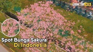 Gak Harus ke Jepang Ini 5 Spot Wisata Bunga Sakura di Indonesia