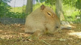 Sleep in 5 Minutes Capybaras & Relaxation Music