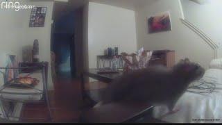 Rat infestation caught on nanny cam in Winston-Salem womans apartment