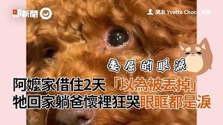 貴賓犬借住阿嬤家2天以為遭棄...牠回家躺爸懷裡狂哭都是淚QQ｜寵物｜狗狗