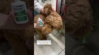 Satisfying Dog ear cleaning #dogearcleaner Zymox ear solution...Read description for details
