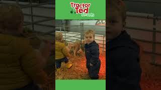 Lets Look At Baby Lambs  Tractor Ted Shorts  Tractor Ted Official