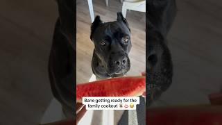 Mom is getting Bane ready for the summer cookouts  #raisingbane #funnydogs #funnydogvideos #summer