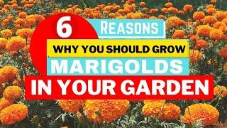 6 Reasons Why You Should Grow Marigolds️ in your Garden