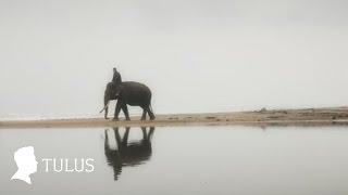 TULUS - Gajah Official Music Video