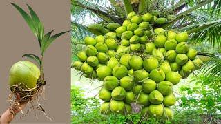 How To Grow Coconut Tree With Aloe Vera In Watermelon  grafting coconut trees