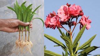 easiest way to grow oleander flower from cutting  oleander growing tips