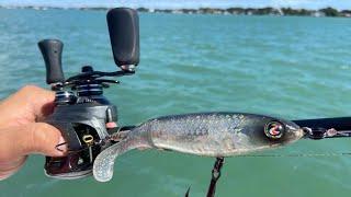 Whopper Plopper in Saltwater Catches a GIANT