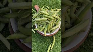 How to Preserve Green Peas For Long Time #shorts #youtubeshorts