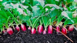 Complete Radish Growing Guide - how to grow radishes from start to finish