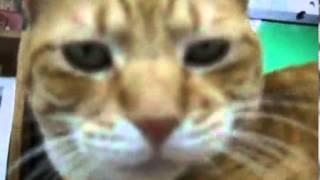 猫ジャンプそしてイヤイヤ。