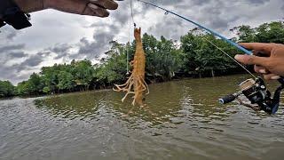 KAGET  BISA DAPAT IKAN KAKAP SEBESAR INI DI SUNGAI