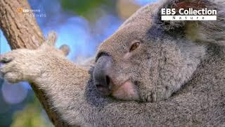 코알라가 하루에 20시간을 자는 이유 The reason why koala sleeps 20 hours a day.