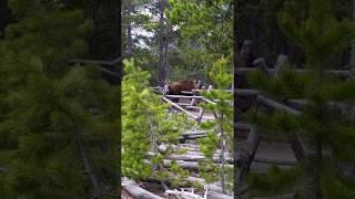 Bison Gets Stuck Jumping Over Fence at Yellowstone