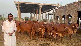 Elite  Sahiwal Cattle Farm Sheikh Ismail Dairy and Cattle Farm