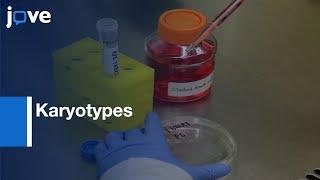 Cell Cycle Arrested Cells generation and isolation with Karyotypes  Protocol Preview