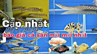 CẬP NHẬT VÀ BÁO GIÁ CÁ SĂN MỒI MỚI NHẤT 1672024.