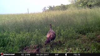 Stealth Cam G34 Pro video of a hen turkey and her baby turkeys