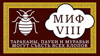 12 мифов о клопах. Миф №8 Тараканы пауки и муравьи могут съесть всех клопов