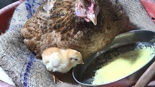 Baby Chicks Learn to Eat with Mother Hen on First Five Days